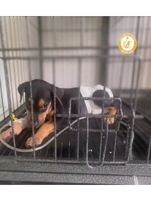 NASAPET - Bệnh parvovirus ở chó