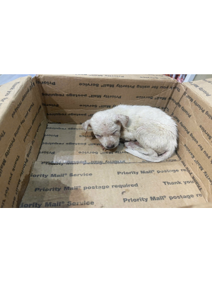 NASAPET - Bệnh Canine Distemper Virus trên chó ( CDV)