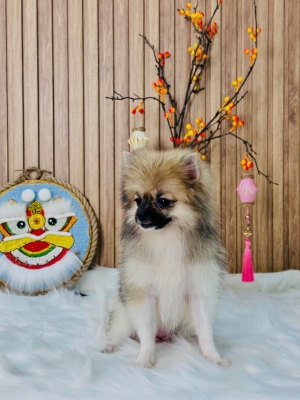 BẢNG GIÁ DỊCH VỤ CHĂM SÓC GROOMING CHÓ, CÚN CƯNG KHU VỰC QUẬN 11